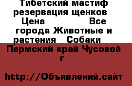 Тибетский мастиф резервация щенков › Цена ­ 100 000 - Все города Животные и растения » Собаки   . Пермский край,Чусовой г.